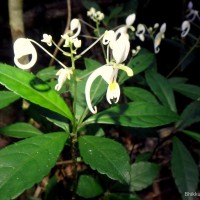 Impatiens cornigera Arn.